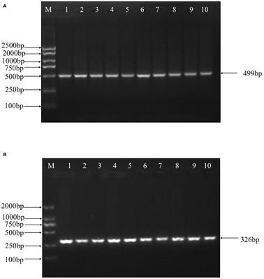 Polymorphisms in SHISA3 and RFC3 genes and their association with feed conversion ratio in Hu sheep